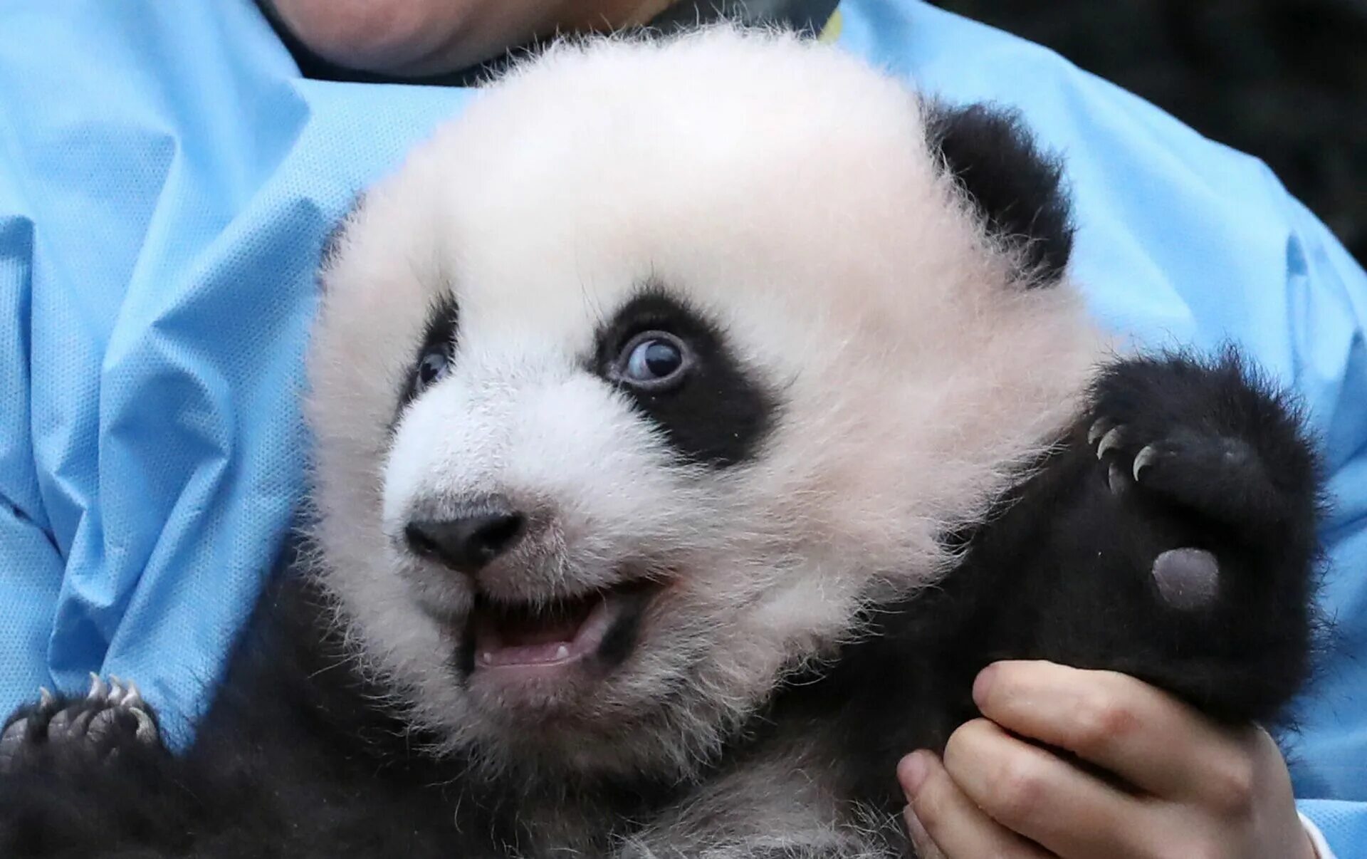 Панда детеныш москва. Панда с детёнышем. Панда с детенышем в зоопарке. Панда с детенышем фото. Имя для панды.