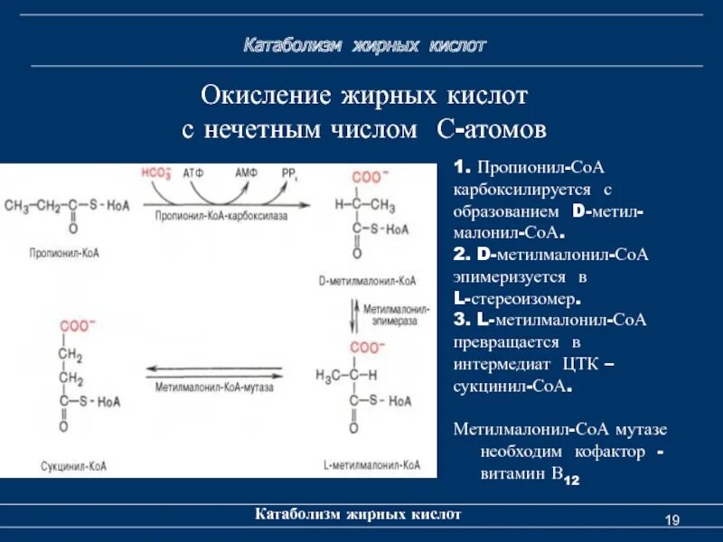 Коа 5. Пропионил КОА биохимия. Схема окисления кетоновых тел. Катаболизм пропионовой кислоты биохимия. Схема бета окисления жирных кислот.