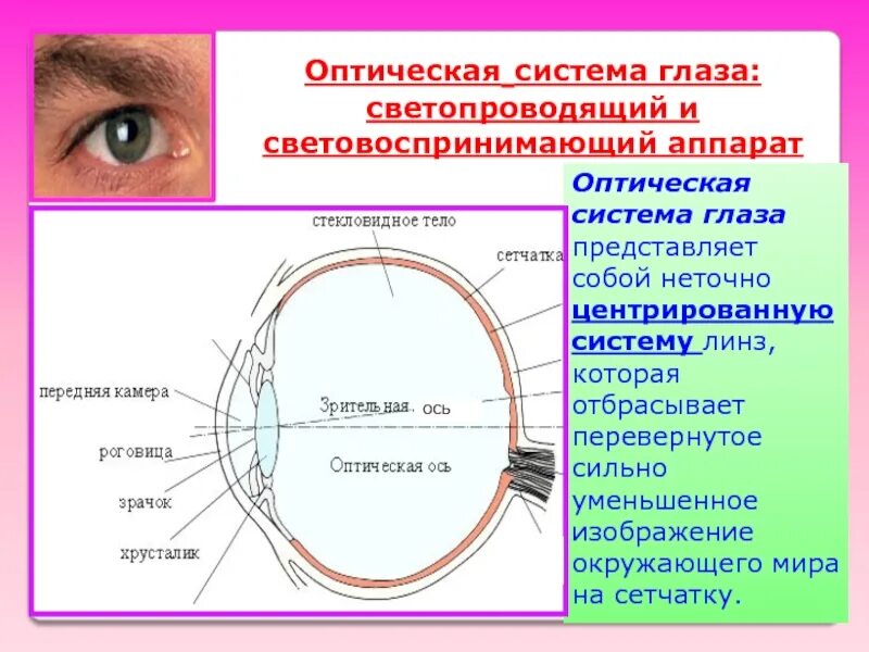 Оптическая система глаз последовательность. Оптическая система глаза светопроводящий и световоспринимающий. Светопроводящие структуры глаза. Светопроводящий аппарат глаза. Части оптической системы глаза.