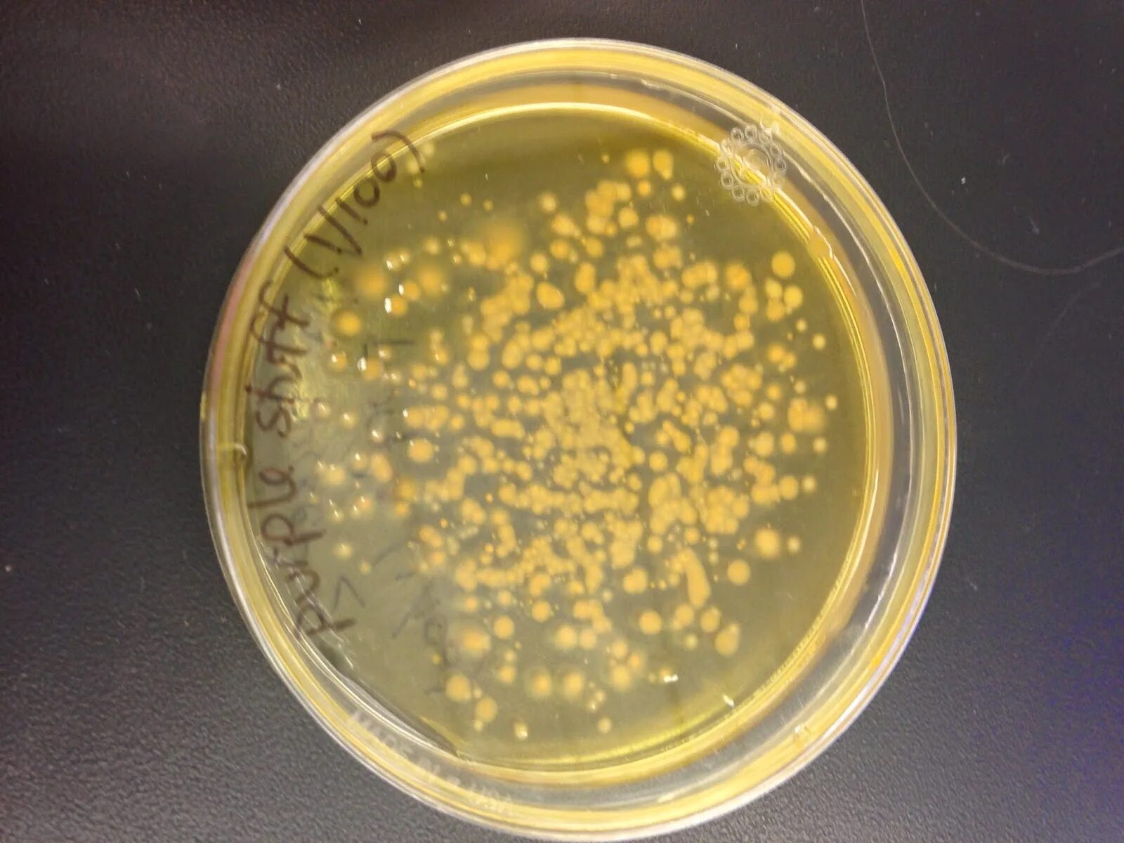 Pseudomonas Fluorescens колония. Колония бактерий Pseudomonas Fluorescens. Pseudomonas фитопатоген.