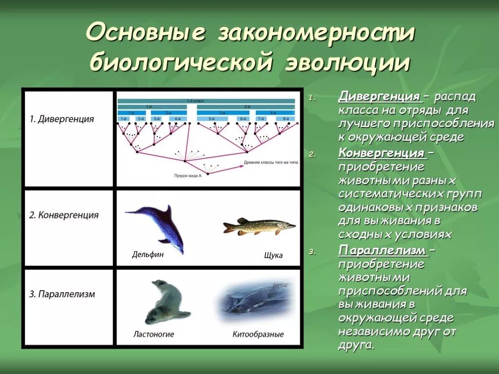 Основные закономерности биологической эволюции таблица. Общие закономерности биологической эволюции. Закономерности эволюции дивергенция. Закономерности эволюции примеры.