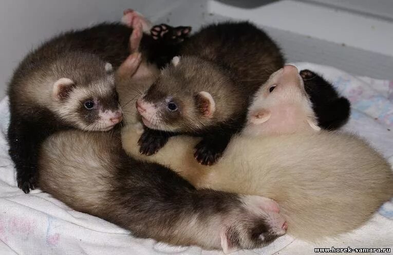 хорьки домашние красноярск. хорек купить малыш домодедово. ручной хорек. хорьки на авито спб. хорьки на авито спб.
