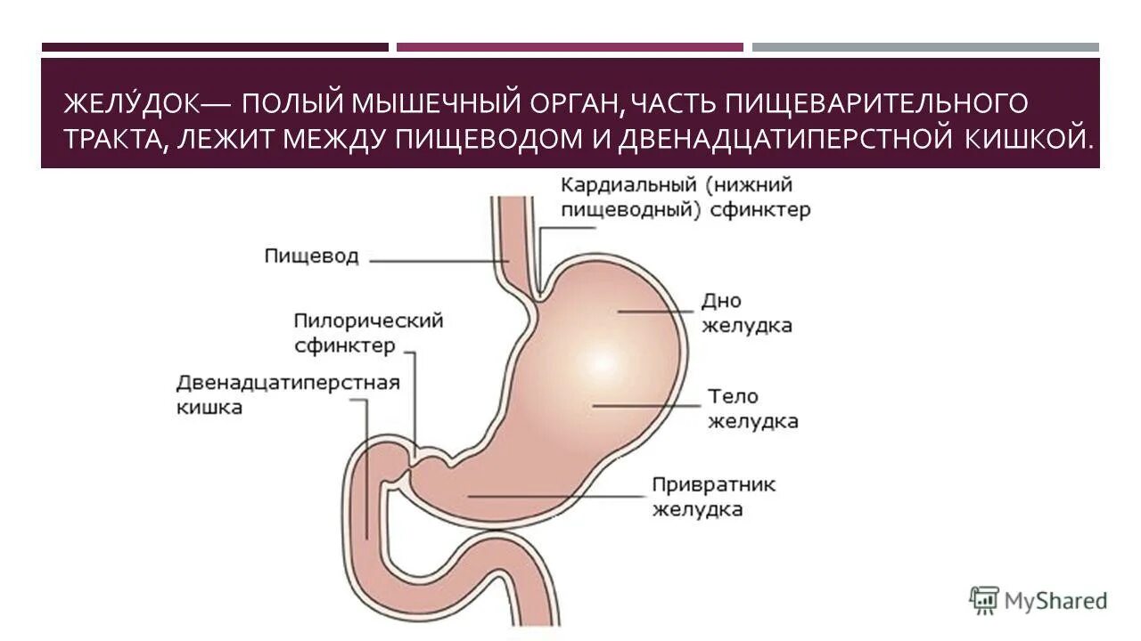 Как лечить желудочный тракт. Каллезная язва желудка. Пилорический сфинктер желудка. Острый и хронический гастрит презентация. Острый гастрит презентация.