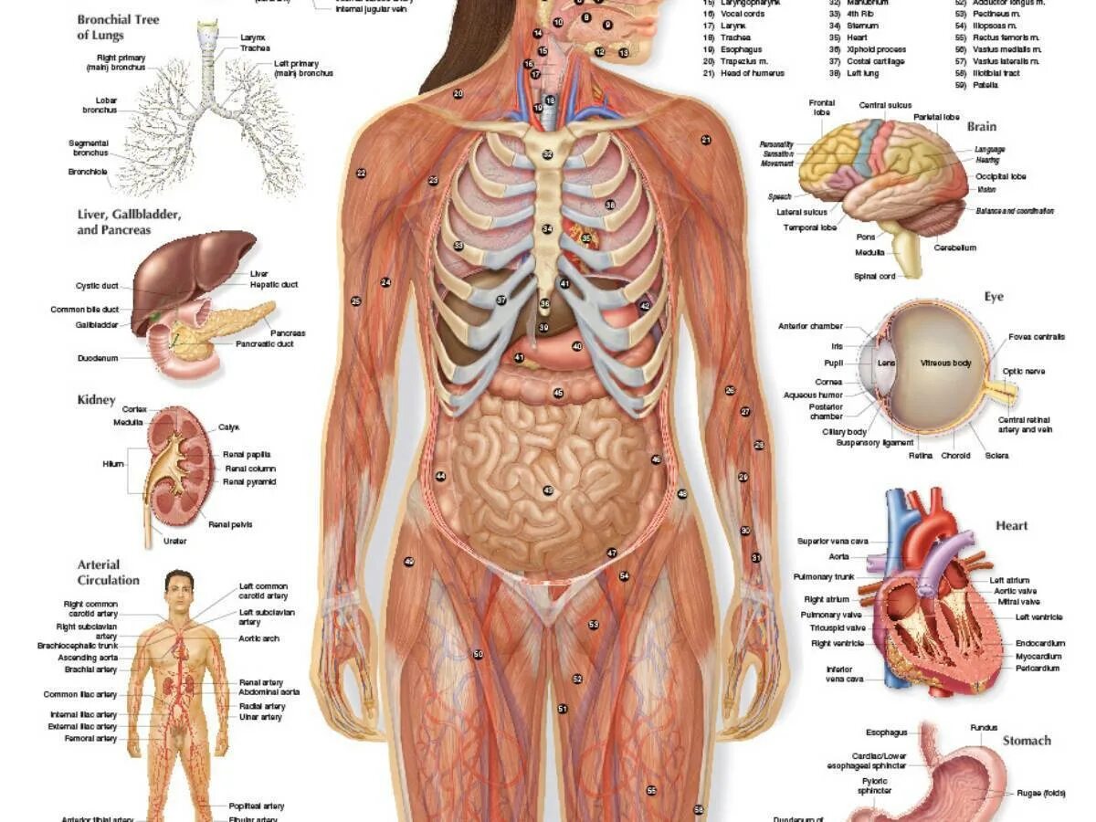 Human organs. Внутренние органы женщины. Анатомия органов. Строение органов человека. Анатомия человека внутренние.