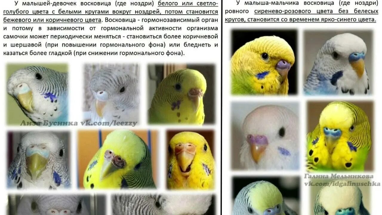 Сколько лет попугаю по человеческим