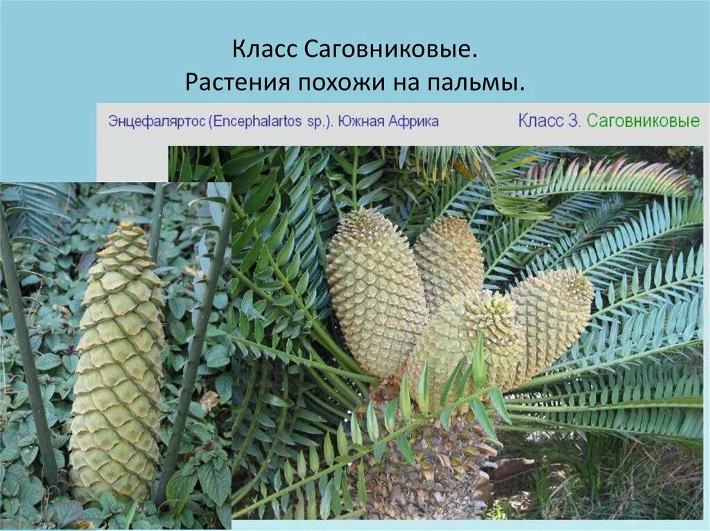 Саговниковые папоротники. Представители саговниковых голосеменных растений. Отдел Голосеменные растения Саговниковые. Классы голосеменных Саговниковые. Саговниковые хвойные