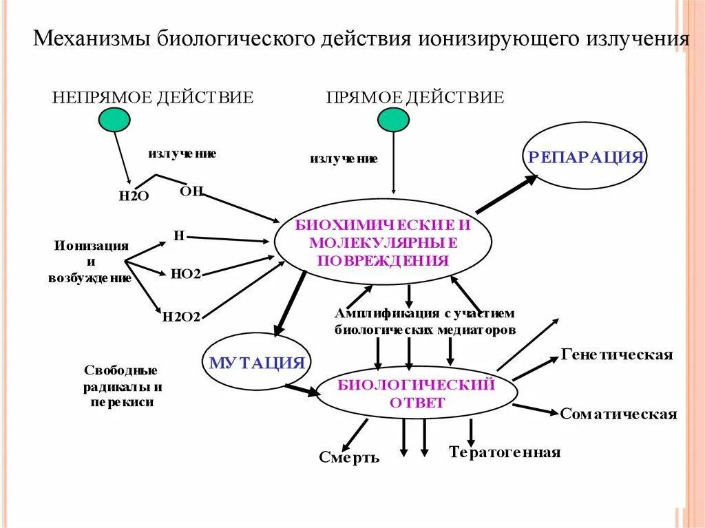 Виды биологических эффектов. Механизмы биологического действия радиации. Механизм биологического действия ионизирующих излучений. Механизм действия ионизирующего излучения. Механизм биологического действия ионизирующего излучения.