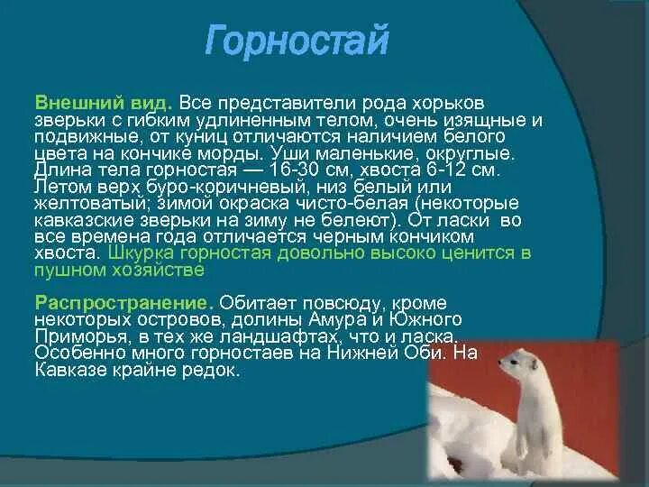 Горностай состав. Горностай. Горностай доклад. Горностай среда обитания. Горностай зимой и летом.