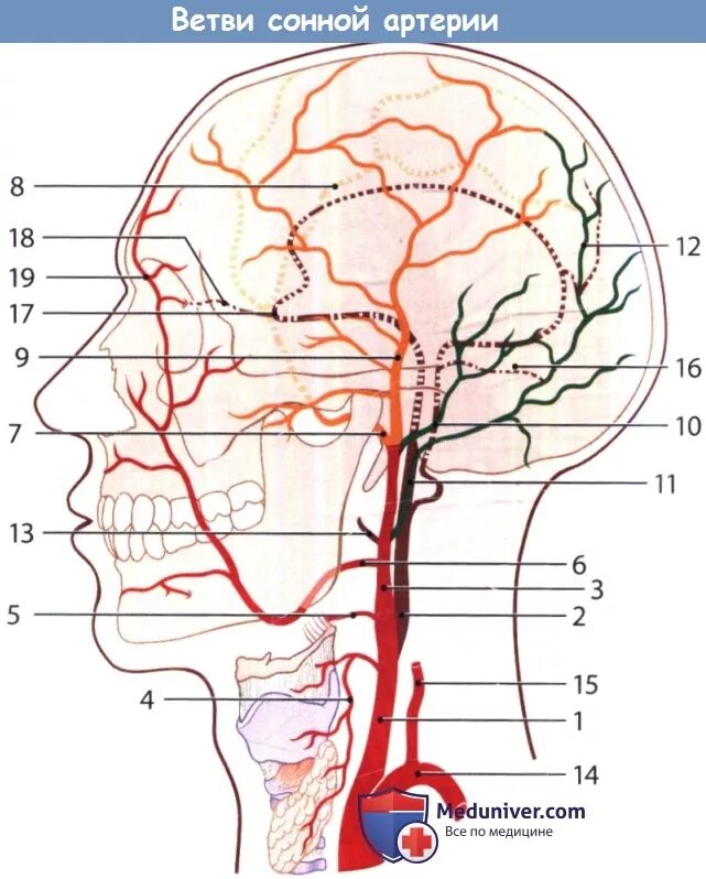 Наружная Сонная артерия анатомия. Ветви наружной сонной артерии схема. Наружная Сонная артерия анатомия ветви. Ветви сонной артерии анатомия. Сонные артерии на лице