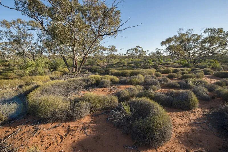 Засушливые области австралии. Малли скрэб. Спинифекс растение Австралии. Малли скрэб в Австралии. Низкорослые эвкалипты пустыни Австралии.