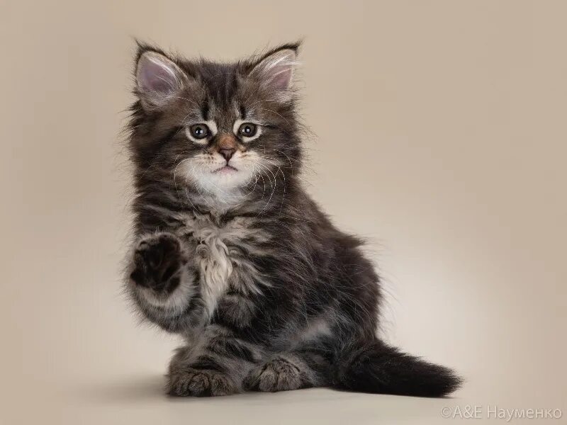 Сибирская кошка черный табби. Котята сибирская сибирская кошка. Сибирская порода кошек котята. Сибирские кошки спб. Сибирская кошка котята.