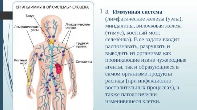 Связь органов человека. Лимфатическая система ее взаимоотношения с иммунной системой. Связь лимфатической системы с иммунной системой. Лимфатические узлы иммунной системы строение. Органы лимфатической системы человека.