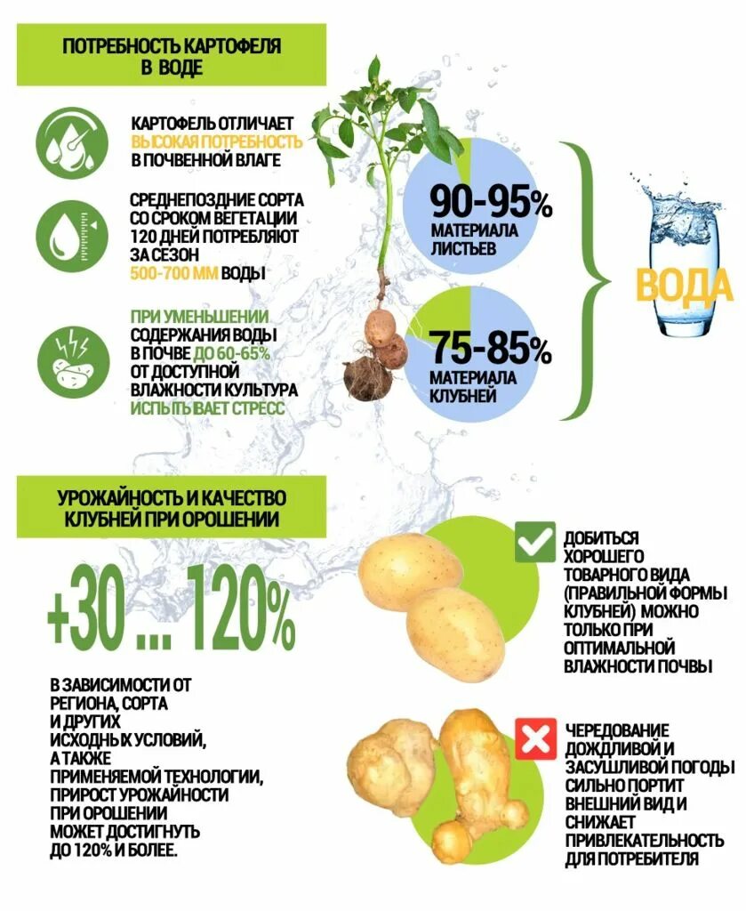 Сколько поливают картофель