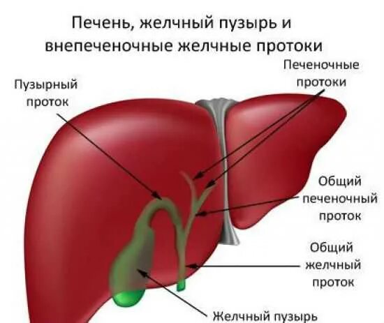 Гепатобилиарная зона что это. Анатомия печень желчный пузырь протоки. Анатомия печени и желчевыводящих. Печень с протоками анатомия. Строение печени протоков желчи.