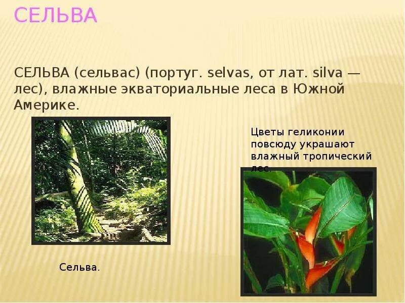 Влияние человека влажных экваториальных лесов. Особенности сельвы. Что означает сельва. Животные в влажно экваториальных лесах. Экваториальных лесах южной америки.