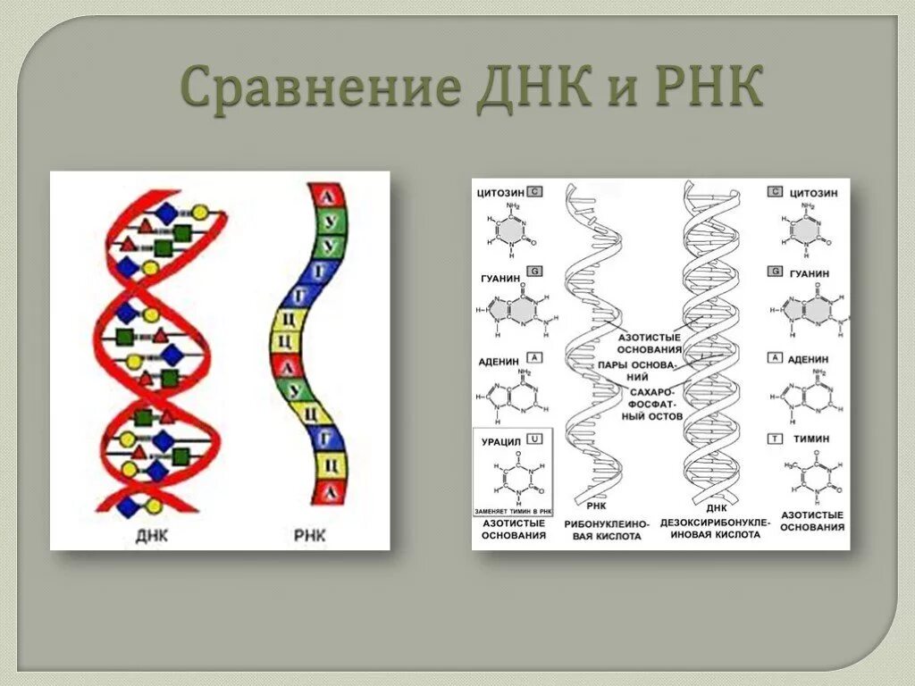 Строение ДНК И РНК таблица. Сравнение ДНК И РНК. Сравнительная характеристика ДНК И РНК. РНК. Сравнить днк и рнк