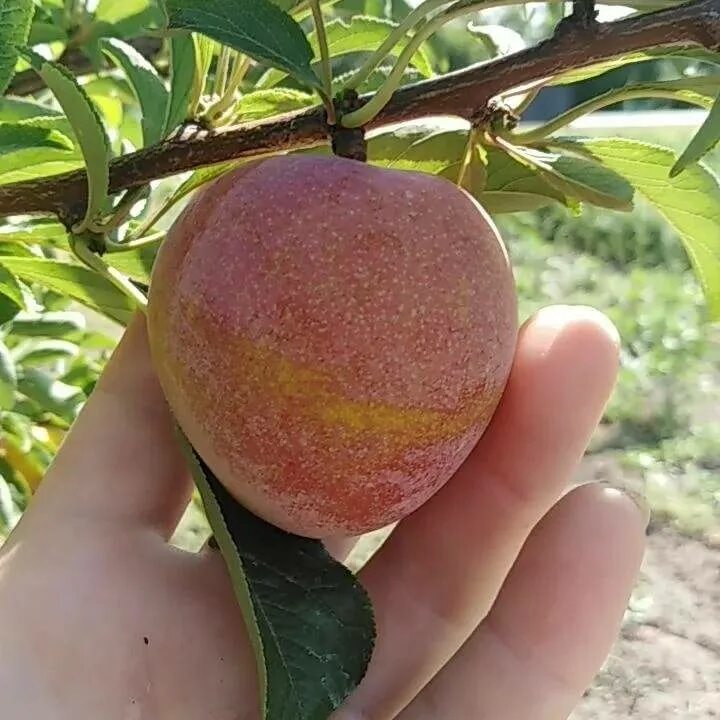 Персик слива абрикос как называется. Слива персиковая Мичурина.