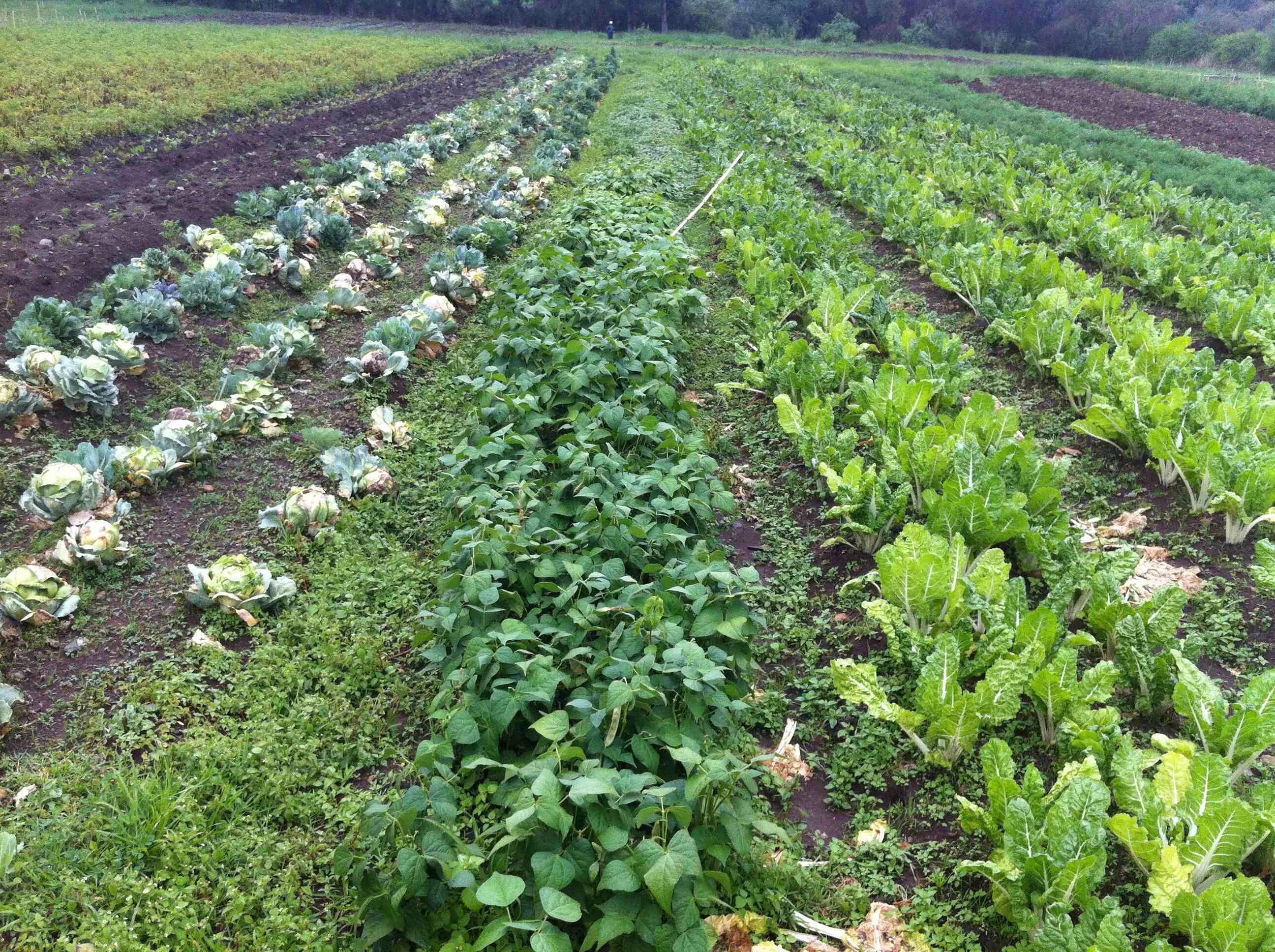 Vegetable field. Field with Vegetables. Open field Vegetables. Multi-Crop field with Vegetables. Field processing