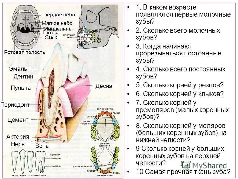 Зубы человека. Строение коренного зуба.