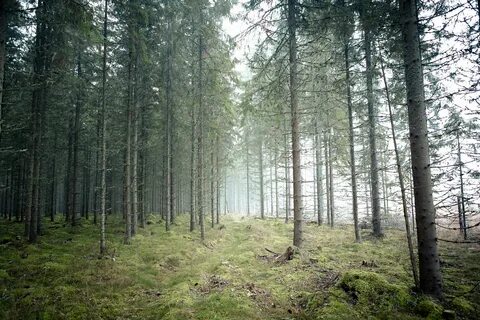 Южный лес