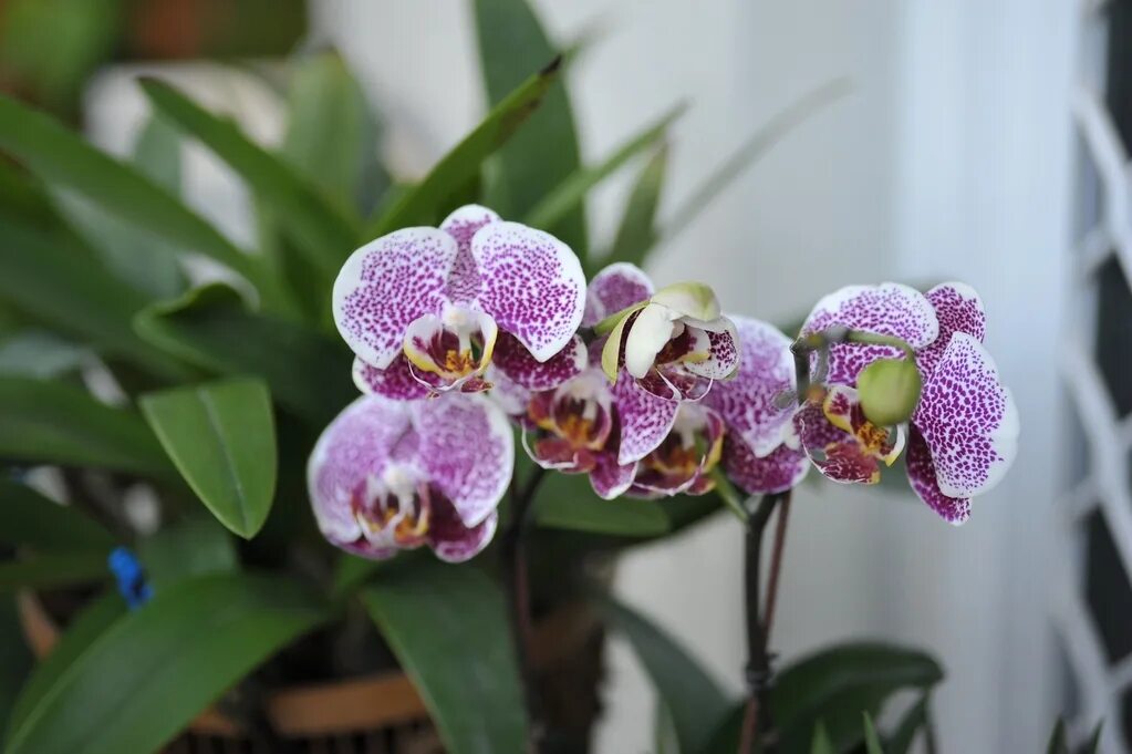 Phal leopard. Phal. leopard prince. фаленопсис леопард принц. фаленопсис leopard prince sogo. орхидея dtps. leopard prince.