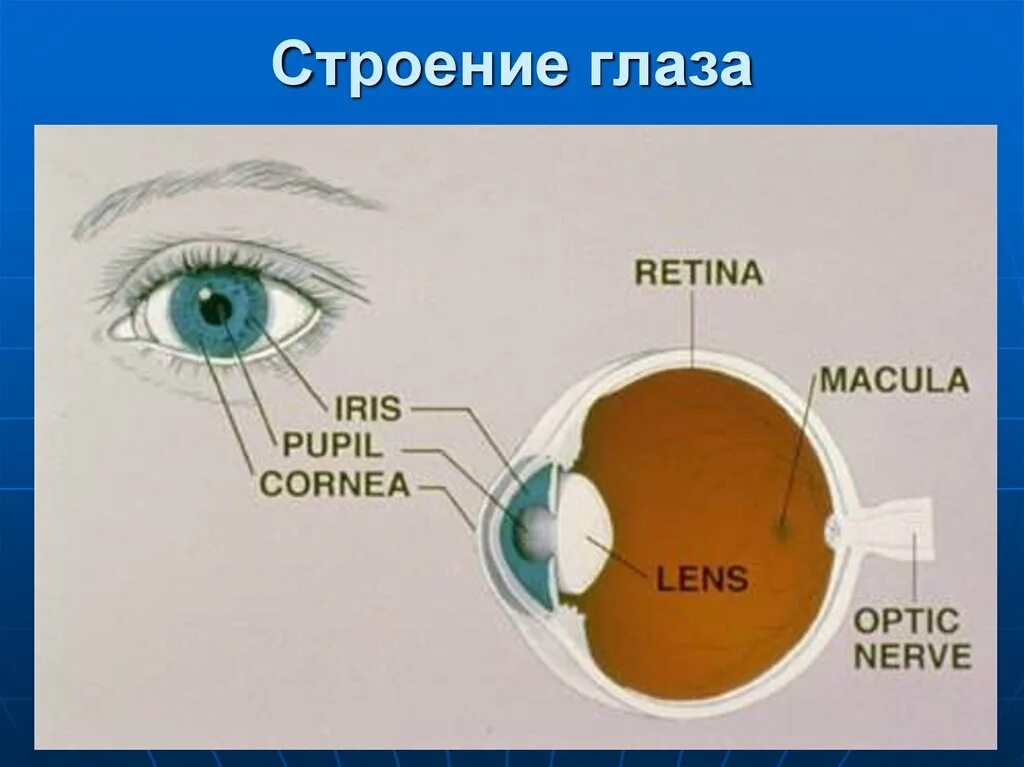 Ирис глаза структура. Строение глаза на немецком. Cornea Iris Lens Macula Optic nerve pupil. How Light Pass through Eye.