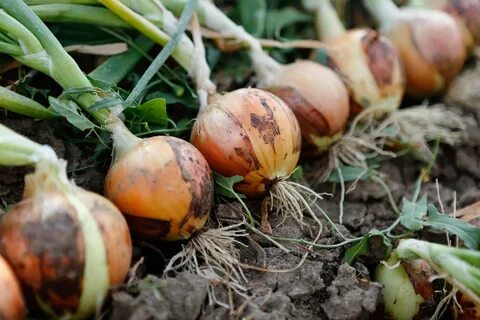 Можно посадить лук рядом с чесноком