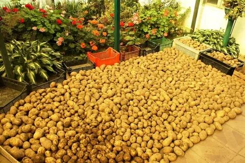 Сколько картофеля в сотке