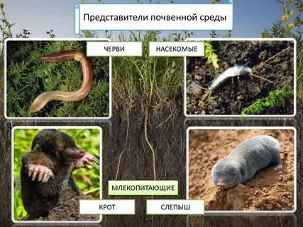 Почвенная среда жизни примеры