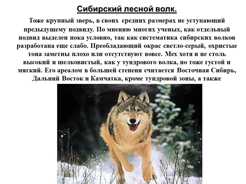 Серый волк краткое содержание. Описание волка. Небольшое описание волка. Волк описание животного. Доклад про волка.