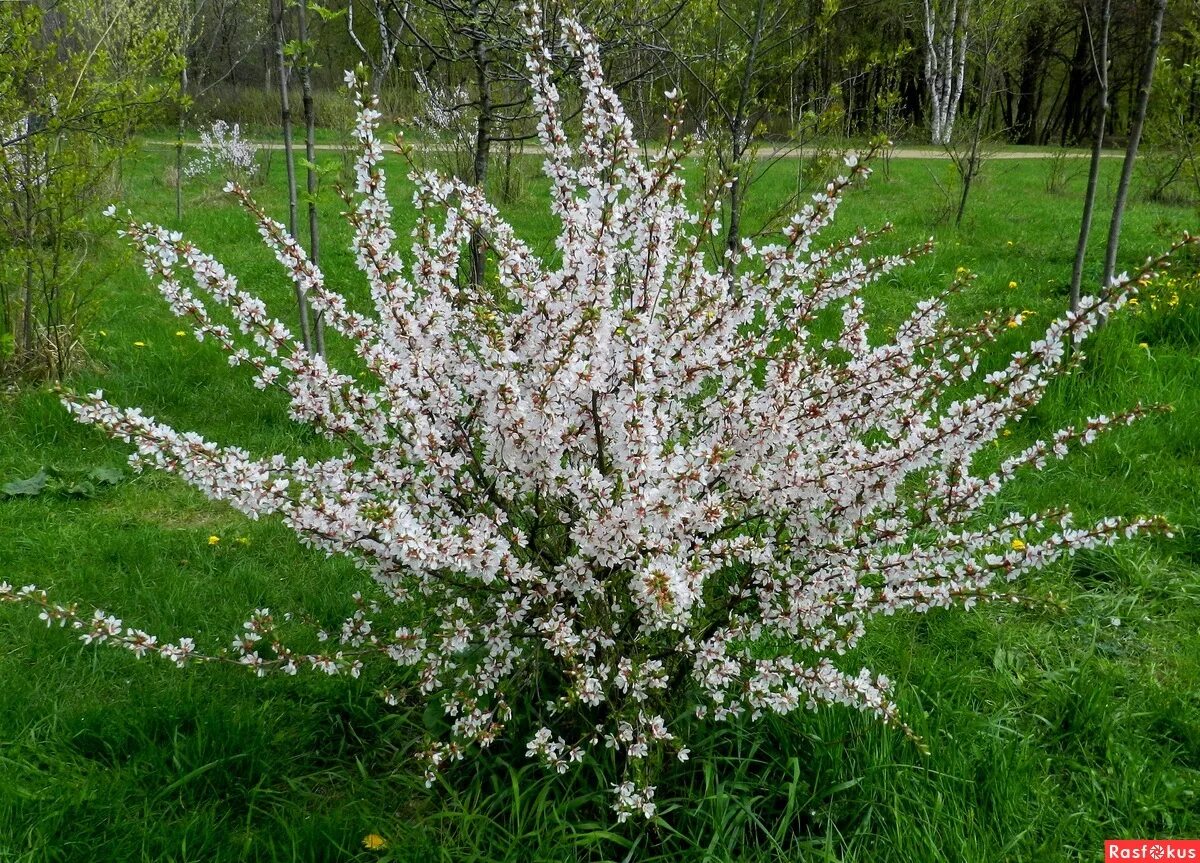 Вишня войлочная Лето Вишня. Плодовые кустарниким с закрытой корневой системой