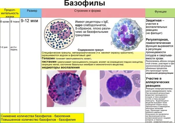 Базофилы в крови 1. Базофилы функции гистология. Функции лейкоцитов базофилы. Строение базофилов крови. Функция клеток крови - базофилов.