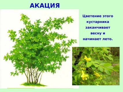 Кусты акации предложение