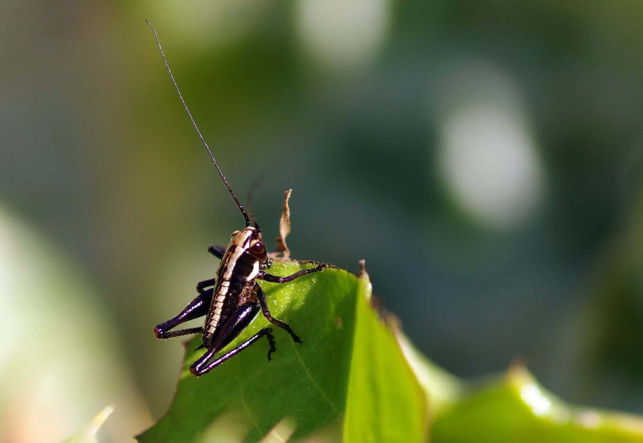 Черный кузнечик насекомое. Жук синекрылка. Жук сверчок. Сверчок стеблевой дальневосточный. Черный кузнечик.