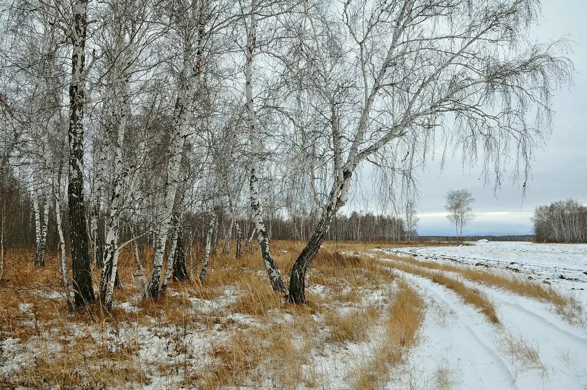 Осень без тебя зима. Зимняя природа Муромцево Омской области. Ранняя зима. Зима в Омской области.