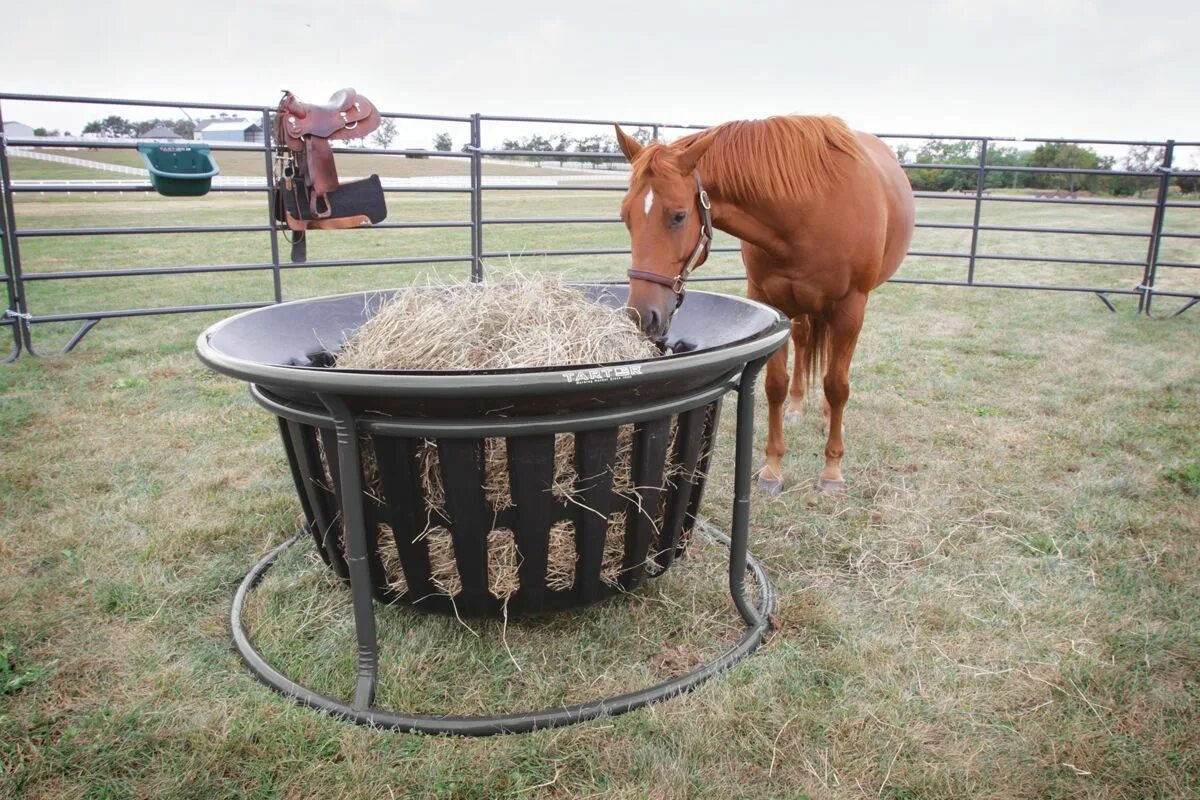 Лошадь сено в день. Лошадь в саду. Сено для лошадей. Сено в конюшне. Horse Feed Юба.