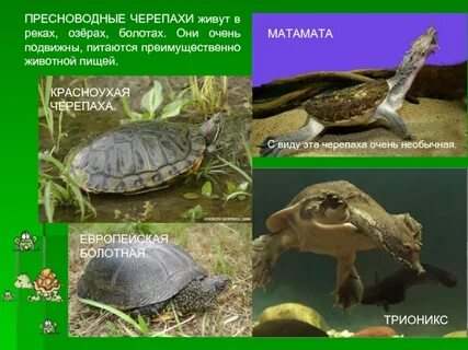 Список черепашек