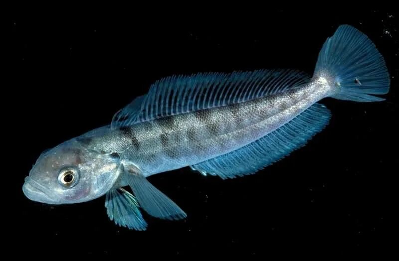Icefish