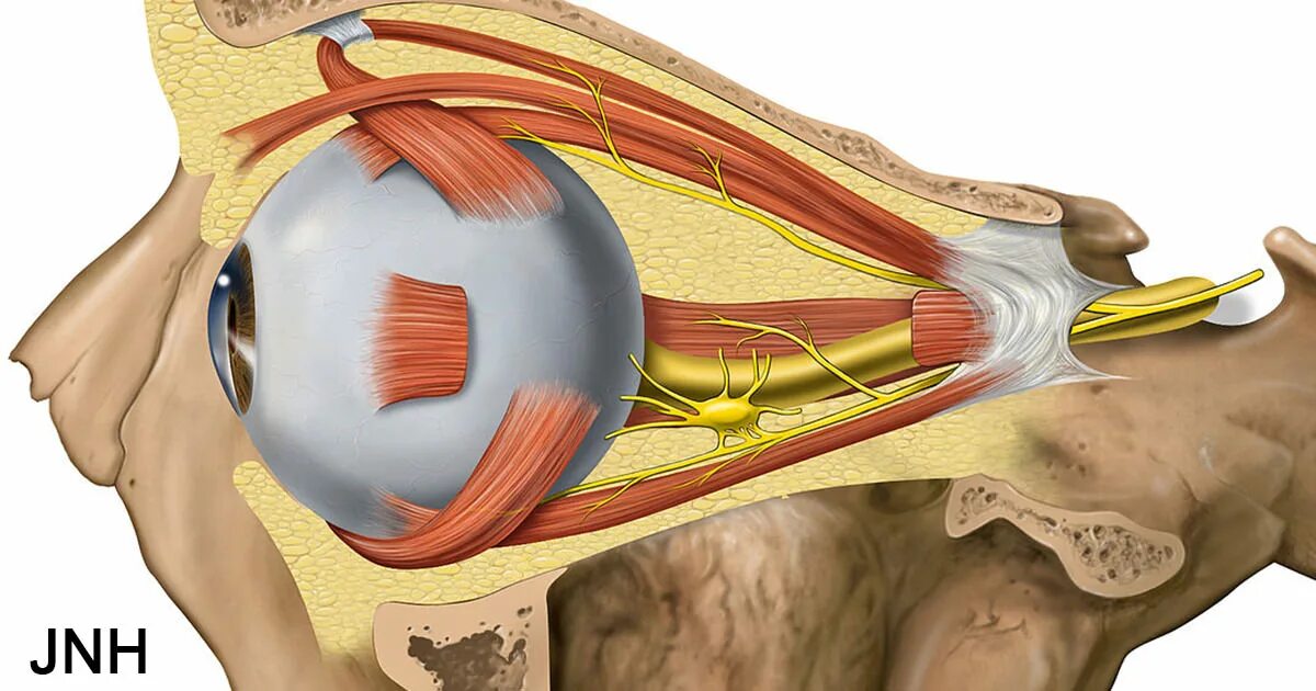 Структуры глаза зрительный нерв. 4 Пара глазодвигательный нерв. Глазодвигательный нерв Неттер. Верхняя ветвь глазодвигательного нерва. Глазодвигательный нерв анатомия.