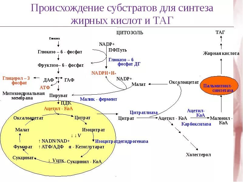 Толстой синтез. Происхождение субстратов для синтеза жирных кислот. Регуляция синтеза жирных кислот. Схема синтеза жирных кислот в печени. Биосинтез жирных кислот из Глюкозы.