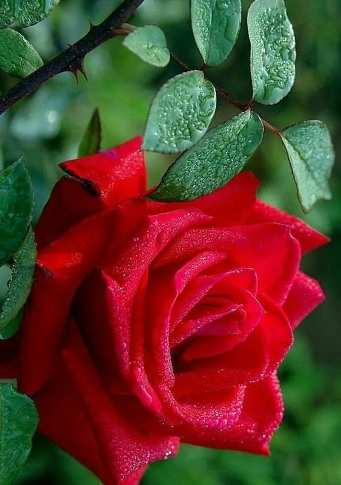 Замечательные розы. Красивые розы. Самые красивые розы. Розы разных цветов.