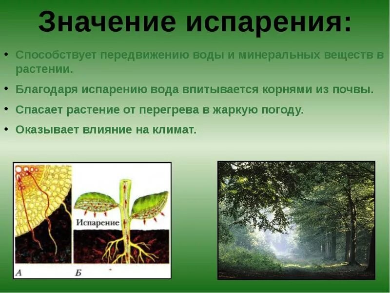 Испарение воды листьями. Испарение воды листьями транспирация. Испарение воды растениями 6 класс. Испарение в жизни растений.