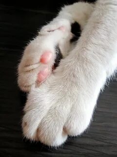 Задние лапки кота