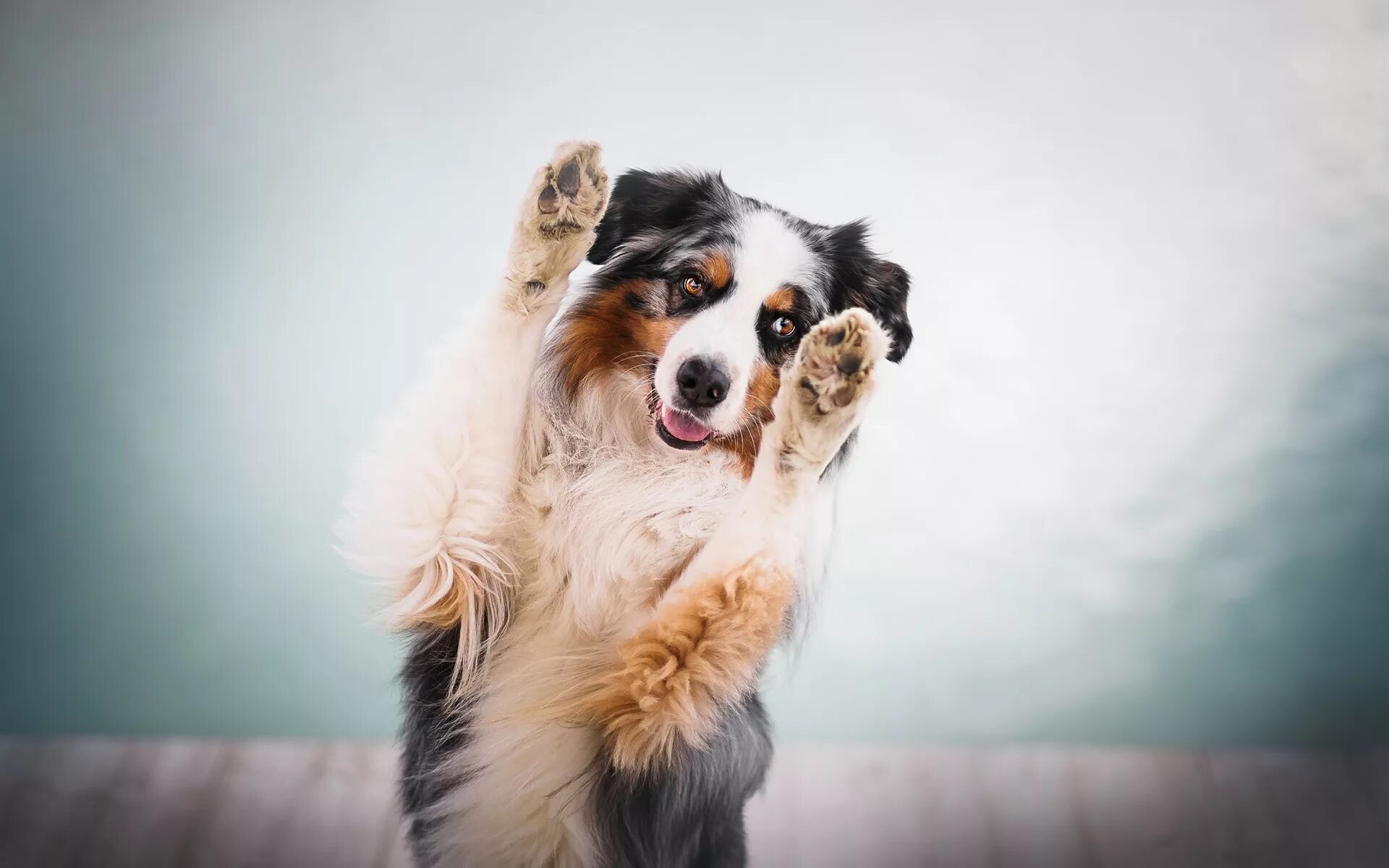 Собака с поднятой лапой. Собака машет лапой. Пока собаки. Собака пока. Смешные щенки.