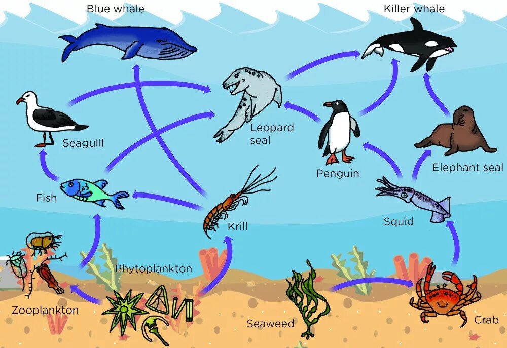 Фитопланктон цепь питания. Пищевая цепь океана. Водная пищевая цепь. Пищевая цепь моря. Цепь питания в море.