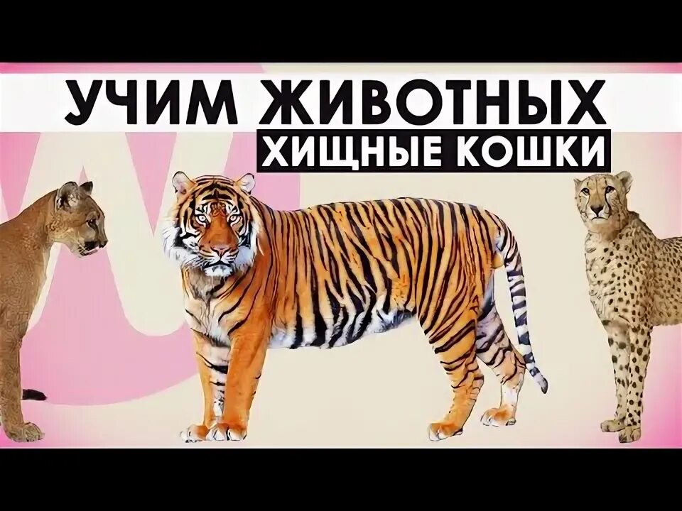 Приучить зверя. Приучить зверя. Учим животных. Приучить зверя. Гепард и бегемот.