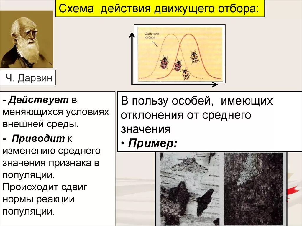 Теория дарвина движущие силы. Формы естественного отбора Дарвина. Механизм естественного отбора по Дарвину. Движущий отбор. Схема Дарвина.