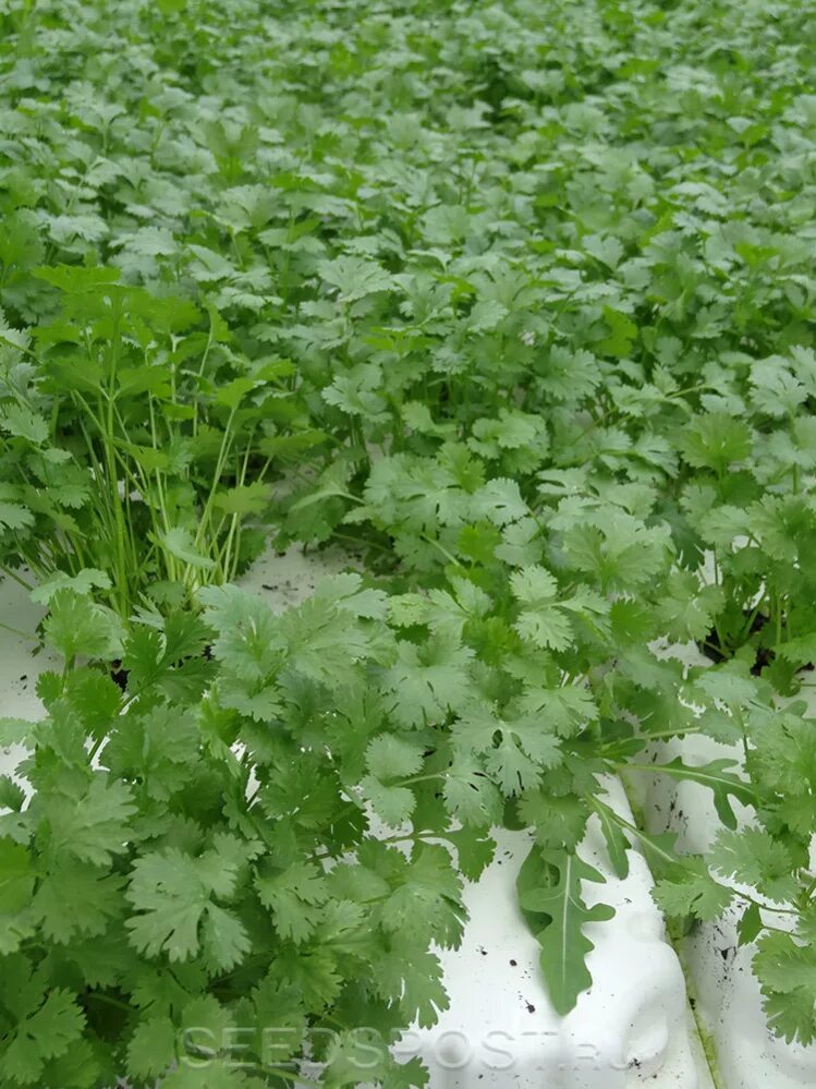 Лучшие сорта кинзы