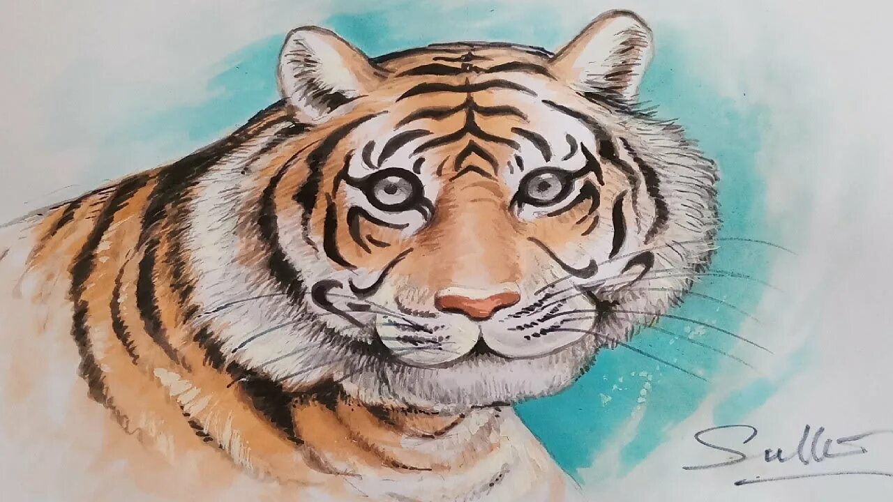 Амурский тигр для срисовки. Рисунок тигра. Тигр для рисования. Тигр рисовать. Тигр срисовать.