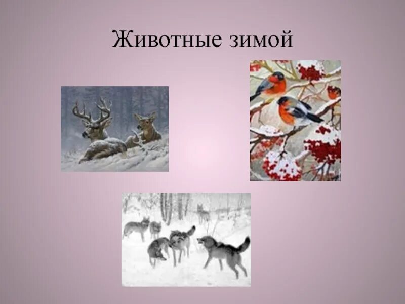 Звери зимой 2 класс. Зимующие звери. изо животные зимой. звери зимой изо. животные зимой презентация 2 класс.